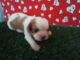 Cavalier King Charles Spaniel Puppies for sale in East Sparta, OH, USA. price: $800