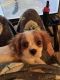 Cavalier King Charles Spaniel Puppies for sale in Columbus, IN, USA. price: $850