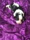 Cavalier King Charles Spaniel Puppies for sale in Hardy, AR 72542, USA. price: $1,500