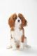 Cavalier King Charles Spaniel Puppies for sale in Anoka, MN, USA. price: NA