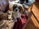 Cavalier King Charles Spaniel Puppies for sale in Madison, WI, USA. price: $1,200