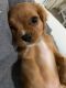 Cavalier King Charles Spaniel Puppies for sale in Mobile, AL, USA. price: $1,950