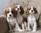 Cavalier King Charles Spaniel Puppies for sale in Eastvale, CA, USA. price: NA