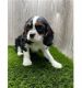 Cavalier King Charles Spaniel Puppies for sale in Florida St, San Francisco, CA, USA. price: $250