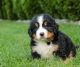 Cavalier King Charles Spaniel Puppies for sale in Illinois Medical District, Chicago, IL, USA. price: $800