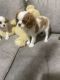Cavalier King Charles Spaniel Puppies for sale in North Ridgeville, OH, USA. price: $1,300