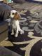 Cavalier King Charles Spaniel Puppies for sale in North Ridgeville, OH, USA. price: NA