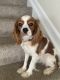 Cavalier King Charles Spaniel Puppies for sale in Halethorpe, MD 21227, USA. price: NA