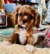 Cavalier King Charles Spaniel Puppies for sale in Minneapolis, MN, USA. price: $1,800
