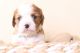 Cavalier King Charles Spaniel Puppies for sale in Mesa, AZ, USA. price: NA