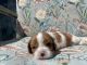 Cavalier King Charles Spaniel Puppies for sale in New Port Richey, FL, USA. price: NA