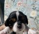 Cavalier King Charles Spaniel Puppies for sale in New Port Richey, FL, USA. price: $2,800