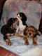 Cavalier King Charles Spaniel Puppies for sale in Gridley, IL 61744, USA. price: NA