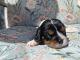 Cavalier King Charles Spaniel Puppies for sale in New Port Richey, FL, USA. price: $2,800