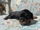 Cavalier King Charles Spaniel Puppies for sale in New Port Richey, FL, USA. price: NA