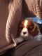 Cavalier King Charles Spaniel Puppies for sale in Anoka, MN, USA. price: $1,000