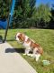 Cavalier King Charles Spaniel Puppies for sale in Charlotte, NC, USA. price: $1,000