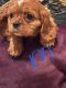 Cavalier King Charles Spaniel Puppies for sale in Orleans, IN 47452, USA. price: $800