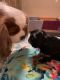 Cavalier King Charles Spaniel Puppies for sale in Deer Park, TX, USA. price: $2,500