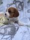 Cavalier King Charles Spaniel Puppies for sale in New Port Richey, FL, USA. price: $2,600