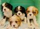 Cavalier King Charles Spaniel Puppies for sale in Sandpoint, ID 83864, USA. price: $2,000