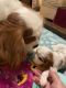 Cavalier King Charles Spaniel Puppies for sale in Deer Park, TX, USA. price: NA