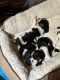 Cavalier King Charles Spaniel Puppies for sale in Carter Lake, IA, USA. price: $1,500