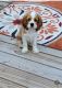 Cavalier King Charles Spaniel Puppies for sale in Southfield, MI, USA. price: NA