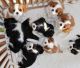 Cavalier King Charles Spaniel Puppies for sale in CHRISTIANSBRG, VA 24073, USA. price: $900