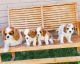 Cavalier King Charles Spaniel Puppies for sale in Mesa, AZ, USA. price: $1,500