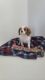Cavalier King Charles Spaniel Puppies for sale in Arcola, IL 61910, USA. price: NA