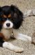 Cavalier King Charles Spaniel Puppies for sale in Greenfield, IN 46140, USA. price: $600