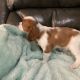 Cavalier King Charles Spaniel Puppies for sale in 331 Private Rd 5387, Yantis, TX 75497, USA. price: NA