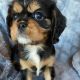 Cavalier King Charles Spaniel Puppies for sale in South Bay, CA, USA. price: $750