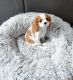 Cavalier King Charles Spaniel Puppies for sale in Atlanta, GA, USA. price: $750