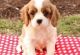 Cavalier King Charles Spaniel Puppies for sale in Miami, FL, USA. price: $700