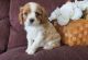 Cavalier King Charles Spaniel Puppies for sale in Miami, FL, USA. price: $700