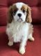 Cavalier King Charles Spaniel Puppies for sale in Charleston, SC, USA. price: $2,500