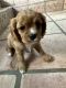 Cavalier King Charles Spaniel Puppies for sale in Dallas, TX 75240, USA. price: $1,200
