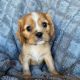 Cavalier King Charles Spaniel Puppies for sale in South Bay, CA, USA. price: NA