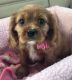 Cavalier King Charles Spaniel Puppies for sale in Gulfport, FL, USA. price: $3,200