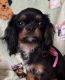 Cavalier King Charles Spaniel Puppies for sale in Abilene, TX, USA. price: $1,995