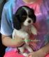 Cavalier King Charles Spaniel Puppies for sale in Brooksville, FL 34601, USA. price: NA