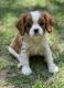 Cavalier King Charles Spaniel Puppies for sale in Biloxi, MS, USA. price: NA