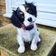 Cavalier King Charles Spaniel Puppies for sale in South Bay, CA, USA. price: $650