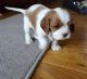 Cavalier King Charles Spaniel Puppies for sale in Cornelia St, New York, NY 10014, USA. price: NA