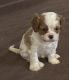 Cavalier King Charles Spaniel Puppies for sale in Zanesville, OH 43701, USA. price: $260,000