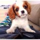 Cavalier King Charles Spaniel Puppies for sale in South Bay, CA, USA. price: $750
