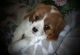 Cavalier King Charles Spaniel Puppies for sale in Charles City, IA 50616, USA. price: NA