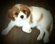 Cavalier King Charles Spaniel Puppies for sale in Charles City, IA 50616, USA. price: $2,700